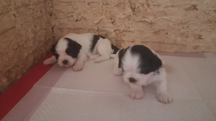 Vende se filhote lhasa apso