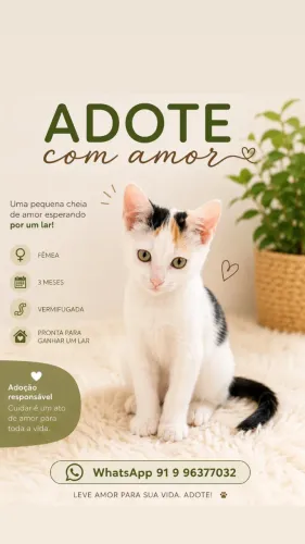 Adoção Gatinha