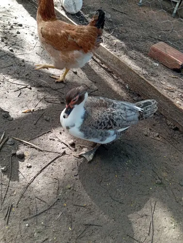 Vendo casal de pato