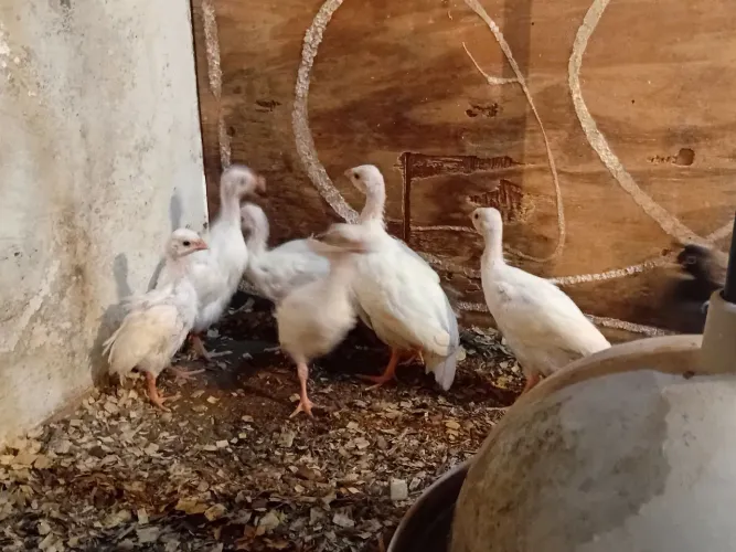 Galinha da angola (Guiné brancos)