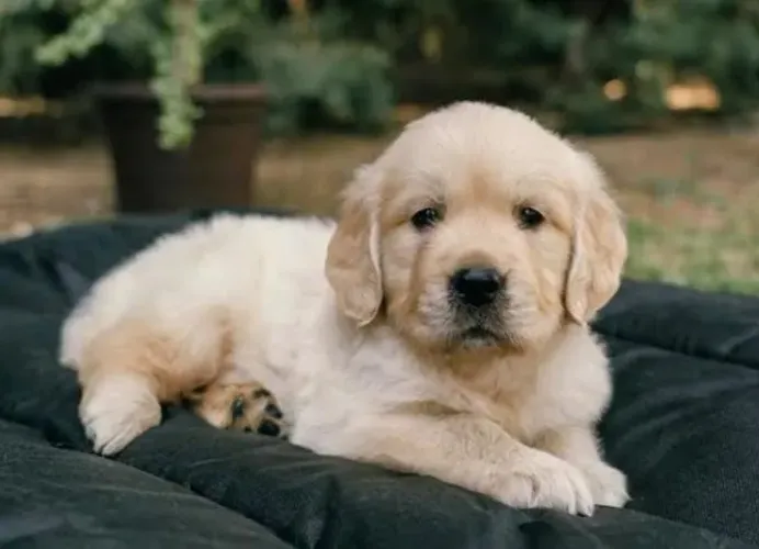 Golden Retriever Filhotes Excelente Procedência.