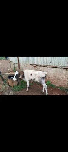 Vendo bezerros 7 meses, uma novilha Jersey e um macho holandês com Jersey.3.000 reais os d
