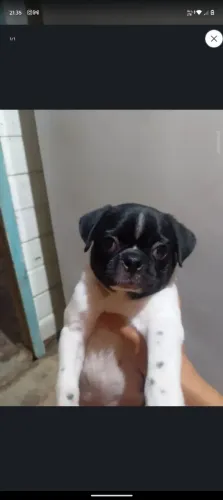 Vendo filhote de Pug