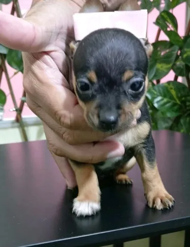 Pinscher Mini Machos e Fêmeas