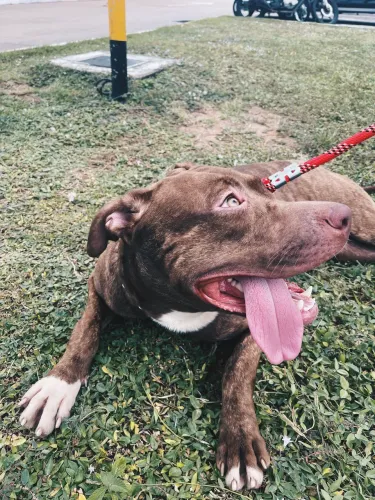 Doação responsável pitbull