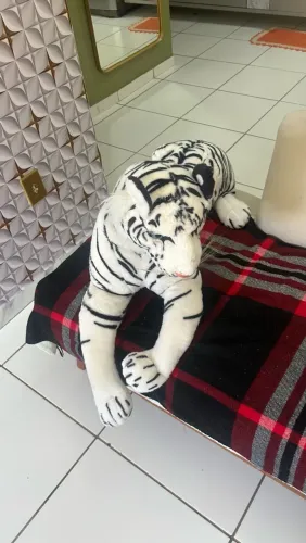 Tigre