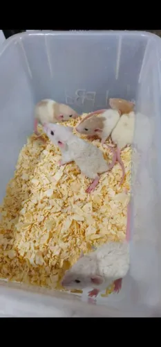Twister Dumbo 