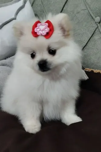 Spitz Alemão