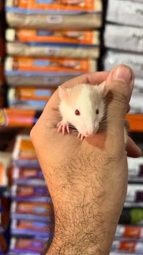 Rato Twister dócil | Loja física