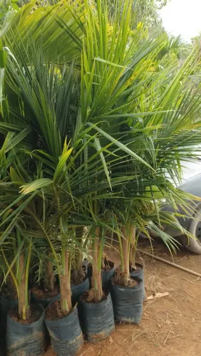 Mudas de coco anão vários tamanhos