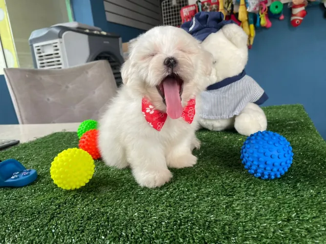Maltês machinho vacinado desverminado 