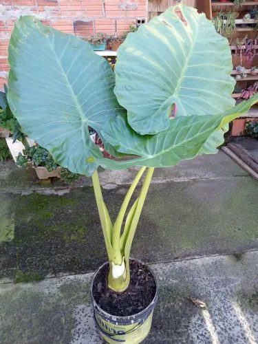 Planta Taioba