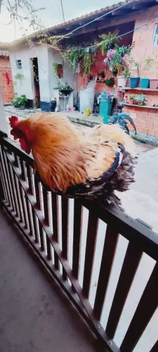 Galo brahma
