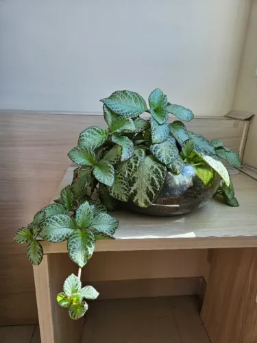 Terrário de epíscia - exclusividade 