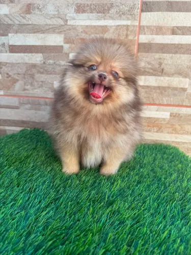 Lulu da Pomerânia| Merle