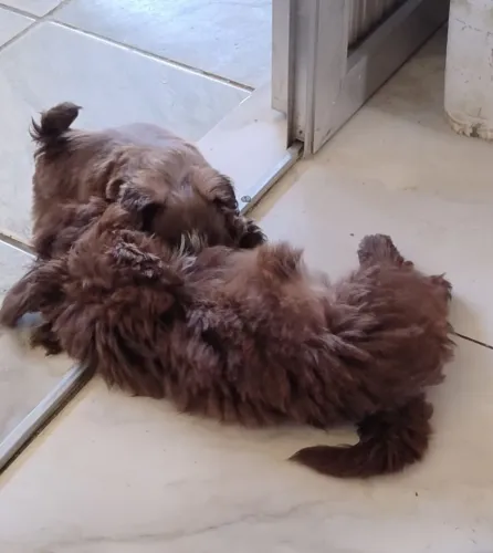 Filhotes de Shih Tzu a pronta entrega marrom (fígado) nascimento 02/05/26 - 21- *