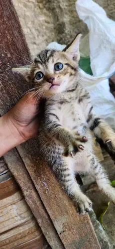 Doação gato