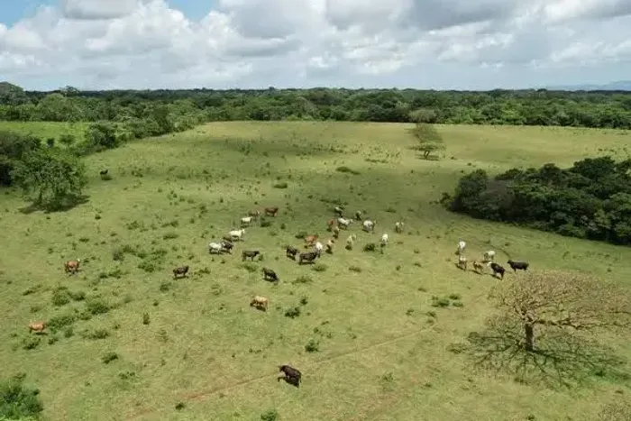 Procuro fazenda para arrendar 