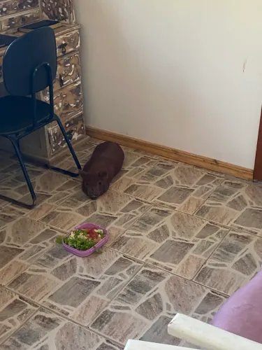 Mini pig 