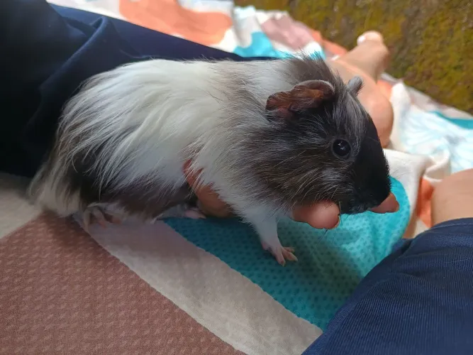 Porquinha da índia