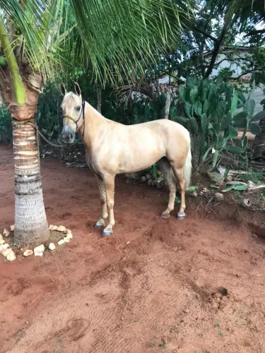 Potra meio sangue quarto de milha 