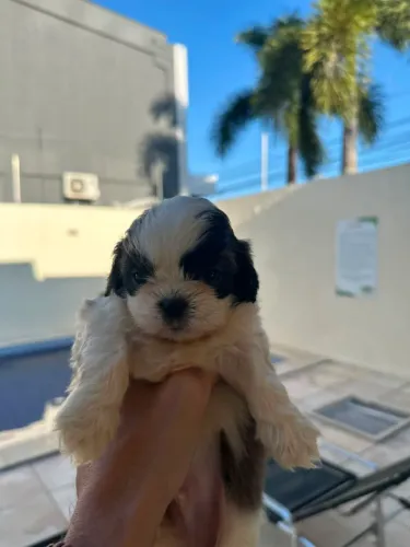 Lindeza e perfeição de shitzu macho