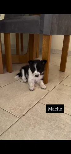 Filhotes de Border Collie 