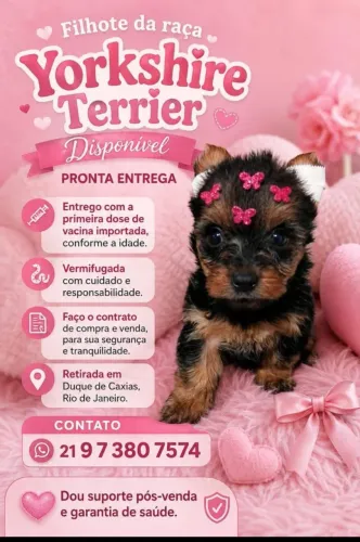 Filhotes de Yorkshire Terrier legítimos