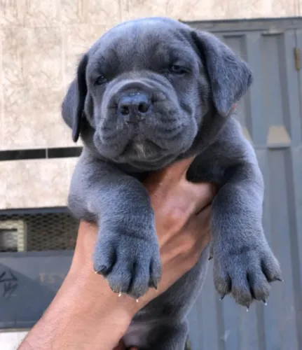 Cane corso 