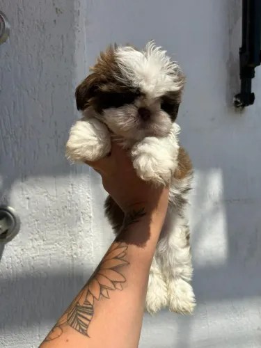 Filhote de Shih Tzu o pequeno companheiro que rouba corações