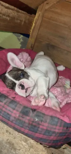 Filhotes de buldogue francês