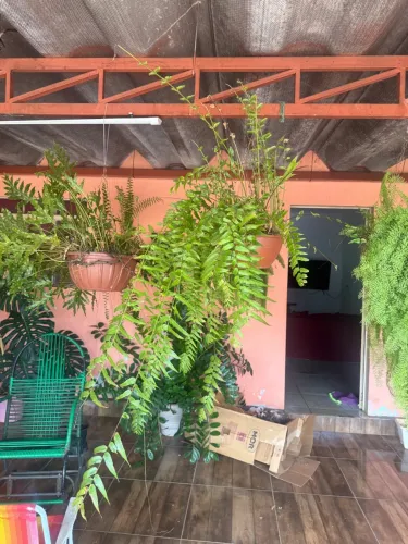 Plantas