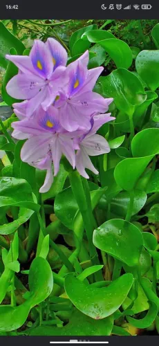 Jacinto D'água/Aguapé (Eichhornia crassipes) Muda