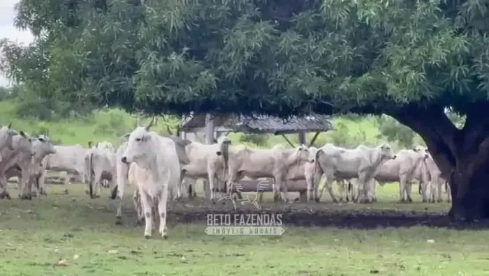Imóvel para venda possui 17230400 metros quadrados em Rural - Paranã - TO