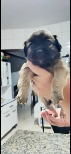 Cachorro filhote macho