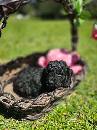Poodle mini toy machinho
