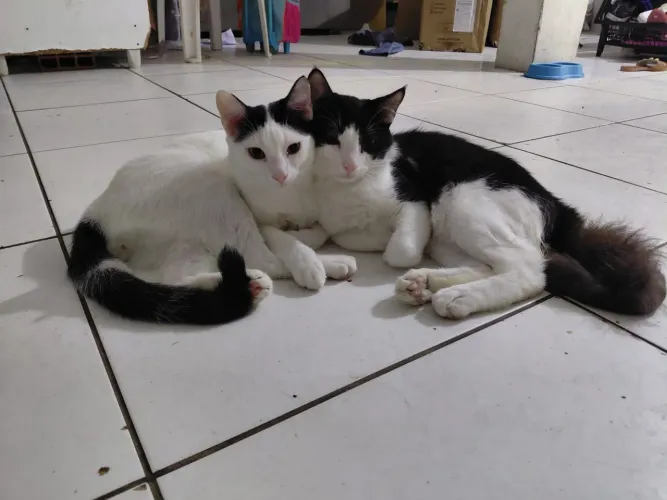 2 Gatos Irmãos Frajolinhas Dóceis e Brincalhões (6 meses)