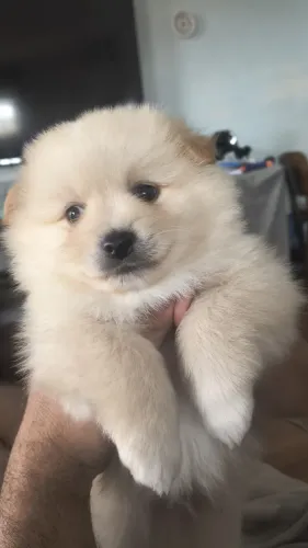 Spitz alemão lindos