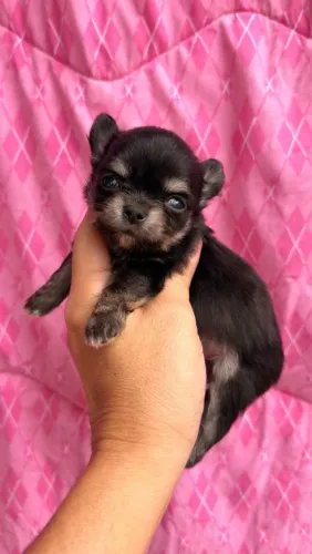 Chihuahua Macho.