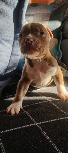 Filhotes de pitbul 