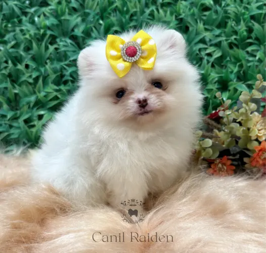 Spitz alemão fêmea