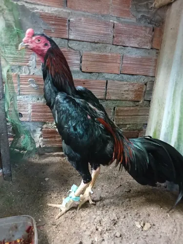 Frango carioca