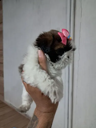 Shih tzu fêmeas mini - duas fêmeas 