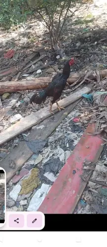 Galo preto de raça lindo