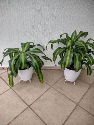 2 Plantas Dracena Pau D'água Grande (as 2 com vasos) (muito bonita e saudável!!!)