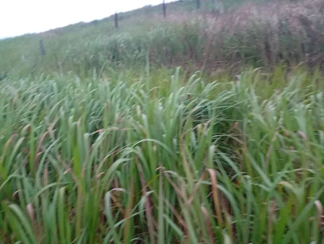 Terreno na rua príncipe n 9 Vila omega/Nova Brasília - Nova Iguaçu 