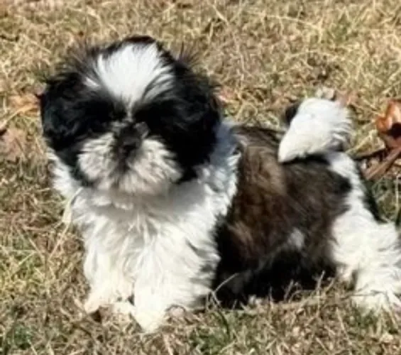 Shih tzu ¿ Pacotinhos cheios de amor ?