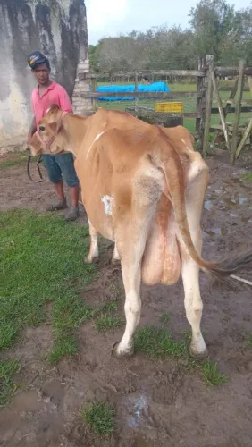 Vendo Vaca Leiteira