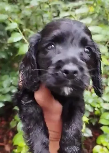 Cocker spaniel amigavel, fiel e inteligente 
