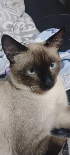 estou doando um gatinho siames super manso docil